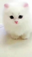 The Ultimate Cat Comedy Compilation 