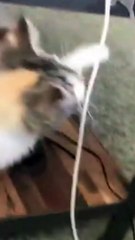 Laugh Out Loud with Dogs: Funniest Moments Compilation  #Funny  #Dog #Shorts