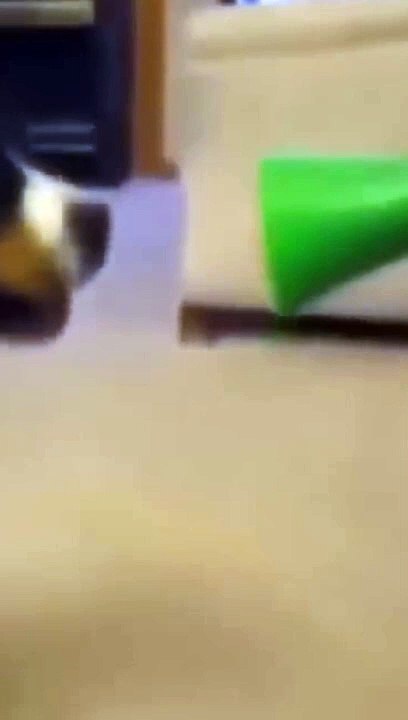 Laugh Out Loud with Dogs: Funniest Moments Compilation 