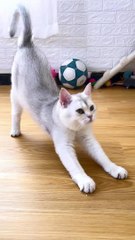 Cat,_you_are_really_talented._#cat_#source_#funny_#fyp