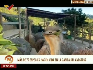 Miranda | Ciudadanos invitan a la población a visitar La Casita del Avestruz