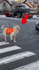 Ce chien guide permet à son maître malvoyant de traverser la route sans risque