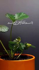 قل هو الله احد  #عبدالباسط_عبدالصمد