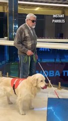 Ce chien reçoit un soutien précieux pour retrouver son maître aveugle derrière un escalator