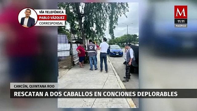 Rescatan dos caballos en condiciones deplorables en Cancún; podrían devolvérselos a su dueño
