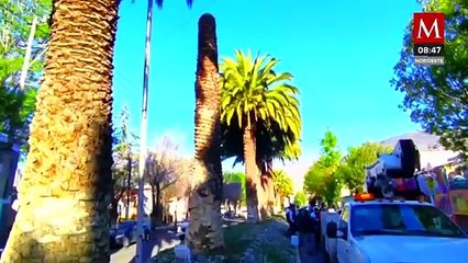 Universidad Politécnica de Pachuca crea producto para salvar palmeras a punto de morir