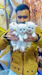 Blue eyes cats for sale