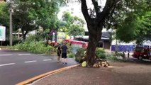 Galho de árvore cai e acerta Onix na Rua Minas Gerais
