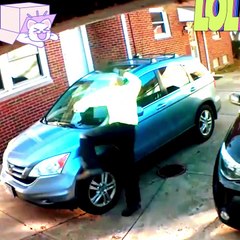 Hilarious Dog Fails: Laugh Out Loud with Funny Clips