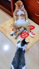 Funny Cats Videos Try Not To Laugh Extreme #shorts
