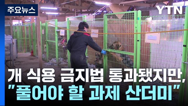개 식용 금지법 통과됐지만... 풀어야 할 과제 산더미 / YTN