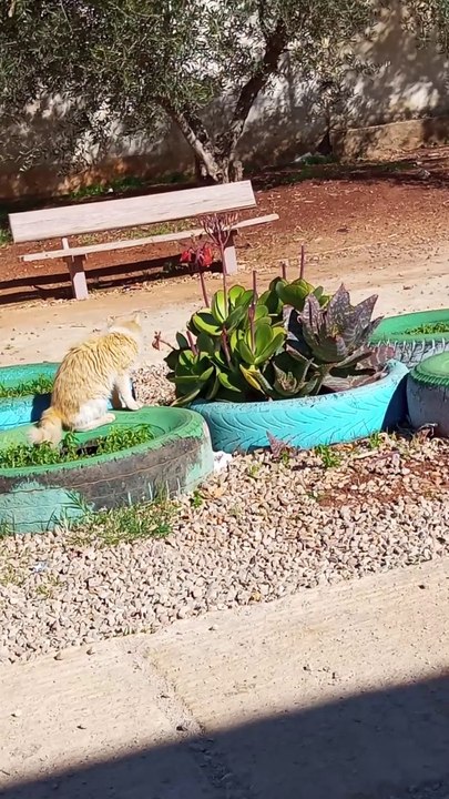 قط جميل يتجول في الطبيعة/cats/cat/kitten/cute/