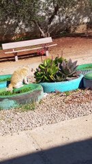 قط جميل يتجول في الطبيعة/cats/cat/kitten/cute/