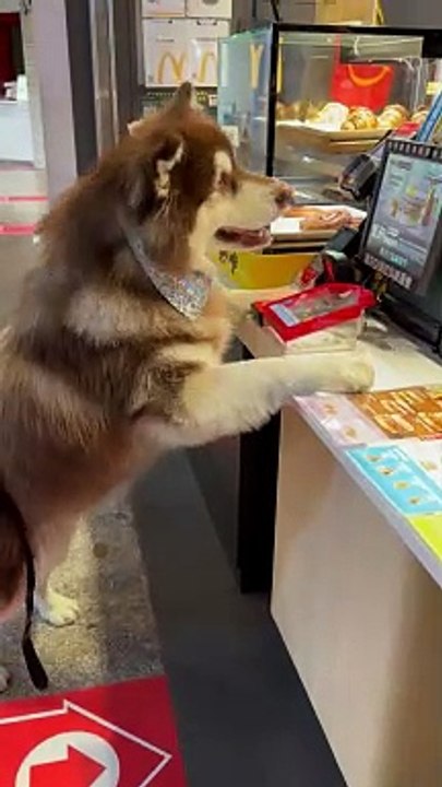 Friendly Dog Samples Chicken Nuggets