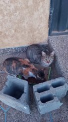 قطط تاكل/القطط الجميلة/قطط مشاكسة/cats