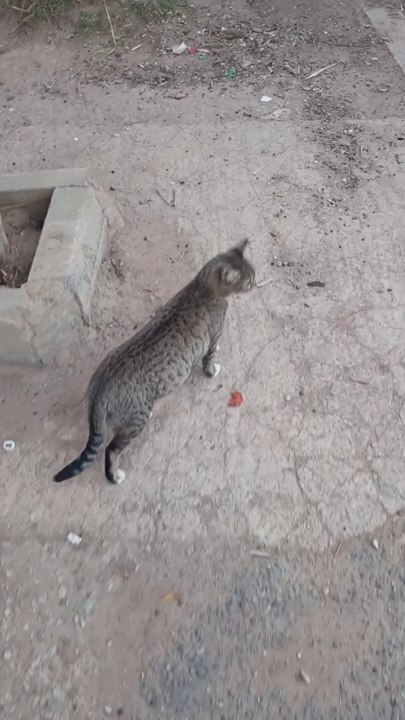 قط يتجول في الشارع/cats