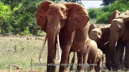 The Elephant Mother Bande-annonce (RU)