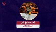 أسد مسترخٍ في سيارة بنتلي