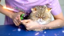 Adorable Cat Spa Experience - Pampering and Relaxation for Your Feline Friend