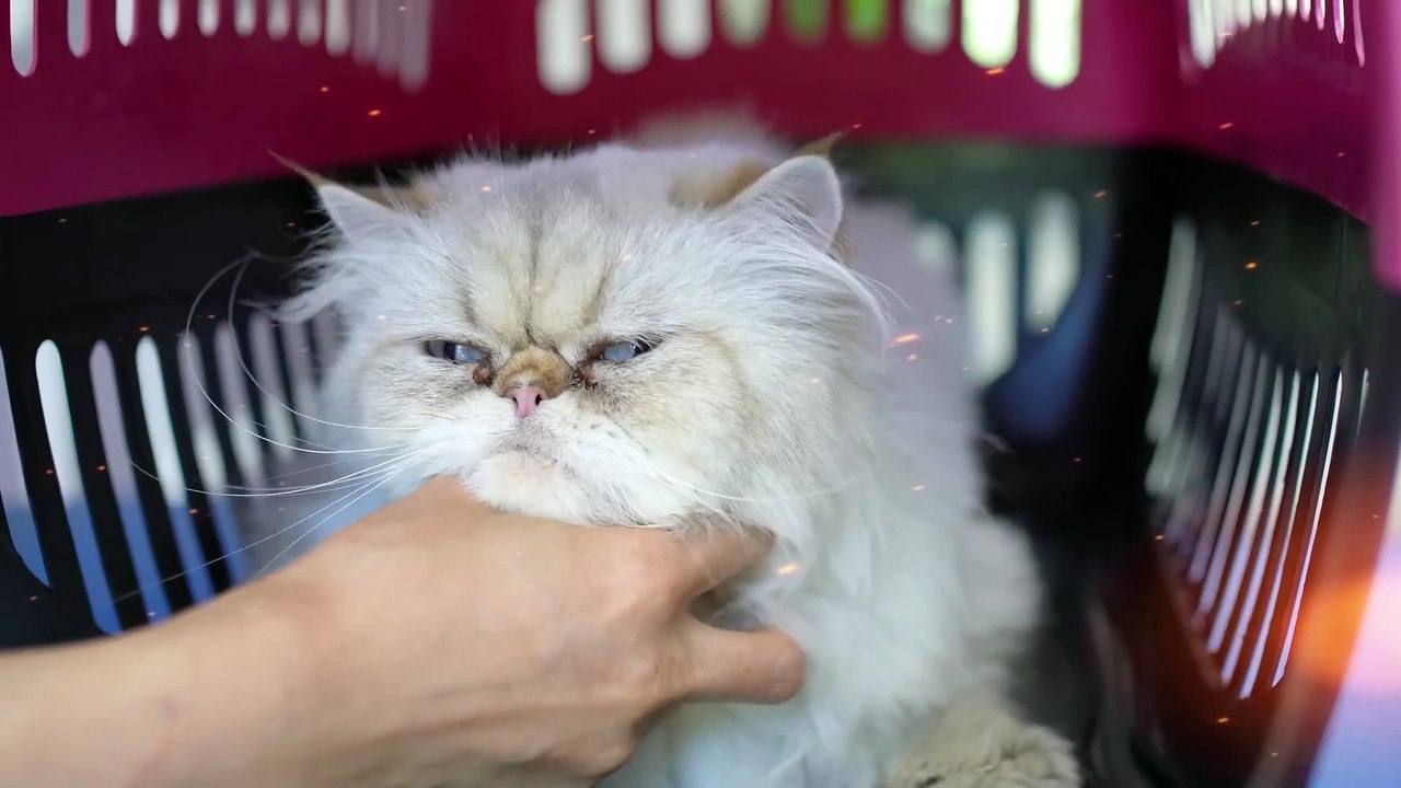 Adorable White Kitty Spa Delight