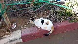 Cats/ cat/ funny cat/ kitten /القطط/قطط جميلة/قطط مضحكة/ قطط الشارع