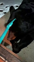 Big Bear Wants Scritches