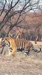 रणथंभौर नेशनल पार्क