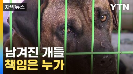 [자막뉴스] 남은 개들은 누가 책임지나...대책 없는 '개 식용 금지법' / YTN