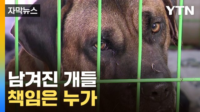 [자막뉴스] 남은 개들은 누가 책임지나...대책 없는 '개 식용 금지법' / YTN