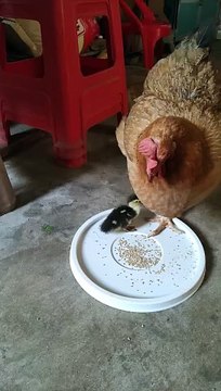 Hen Hit The Duck Chick | Animals Videos | Hen Want To Eat Food | Hungary Pets | Pets Videos #animals