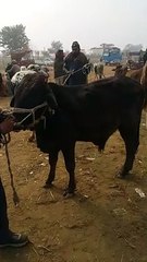 کالا وچھا اقبالنگر منڈی میں