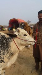 ماشاءاللہ بہت ہی خوبصورت بیل اقبالنگر منڈی میں 26/1-2024