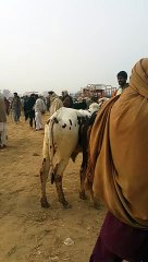 خوبصورت بیلوں کا جوڑا اقبال نگر منڈی میں