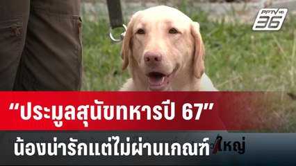 “ประมูลสุนัขทหารปี 67” น้องน่ารักแต่ไม่ผ่านเกณฑ์ | 26 ม.ค. 67 | เข้มข่าวใหญ่