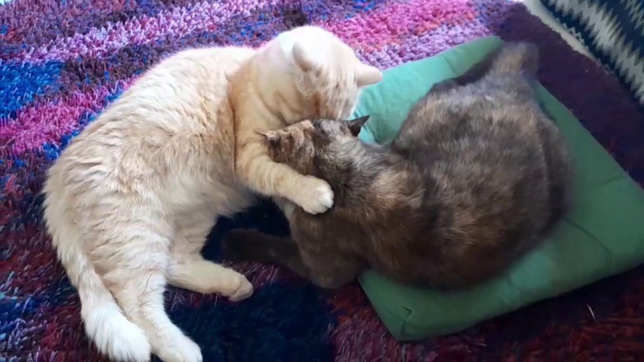 Finny und Murmel bei der Körperpflege