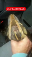 İstanbul’da kabus dolu anlar! Dev yılan arabaya girdi…