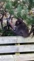 Macaco 'apanhado' a roubar nozes após fugir de zoo na Escócia. E há vídeo