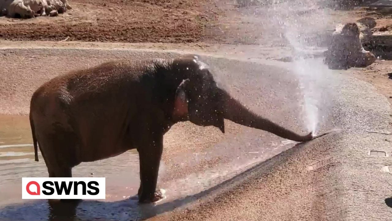 Elefantenbaby nutzt seinen Rüssel als Dusche