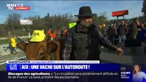 Un agriculteur mobilisé avec sa vache sur l'autoroute A51