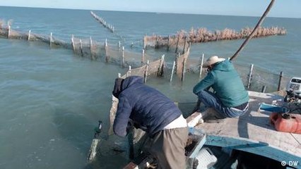 Tunisia: Sustainable fishing with traditional charfia technique