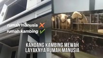 Kandang Kambing Mewah Layaknya Rumah Manusia