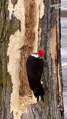Nature's Artist | Woodpecker Carves a Masterpiece for a Meal | Heartsome
