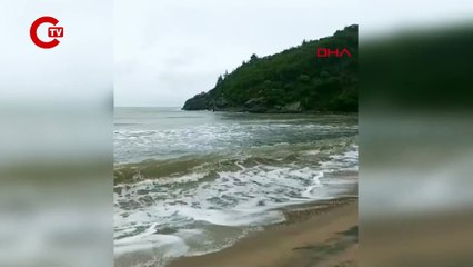 DENİZE DÜŞEN KARACA KURTARILIP, DOĞAYA SALINDI