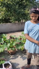 आज आपलोगो को अपना जुकिनी ( zucchini ) दिखाउंगी | terrace gargen, zucchini plant  zucchini fruits
