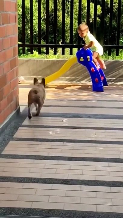 dog and kids funny