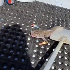 Yengeç kollu balık görenleri hayrete düşürdü!