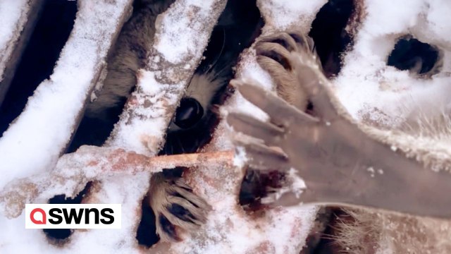 Raccoon rescued after found stuck in sewer grating