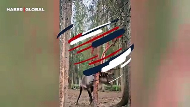 Bir sonraki çiftleşme dönemine hazırlanan geyiğin yaptıkları izlenme rekoru kırdı