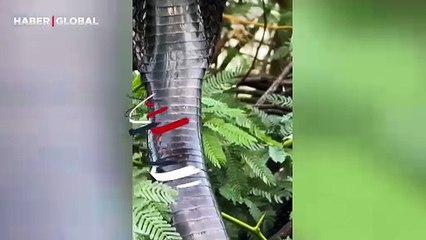 Dünyanın en zehirli yılanı Kral kobra yakından görüntülendi!