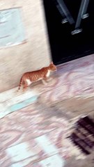 /قطط جميلة /قطط الشوارع/ قطط حزينة /قطط مضحكة cat/ cats/ kitten/funny cats /cut cat
